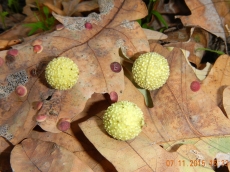 Cynips quercusfolii галлы